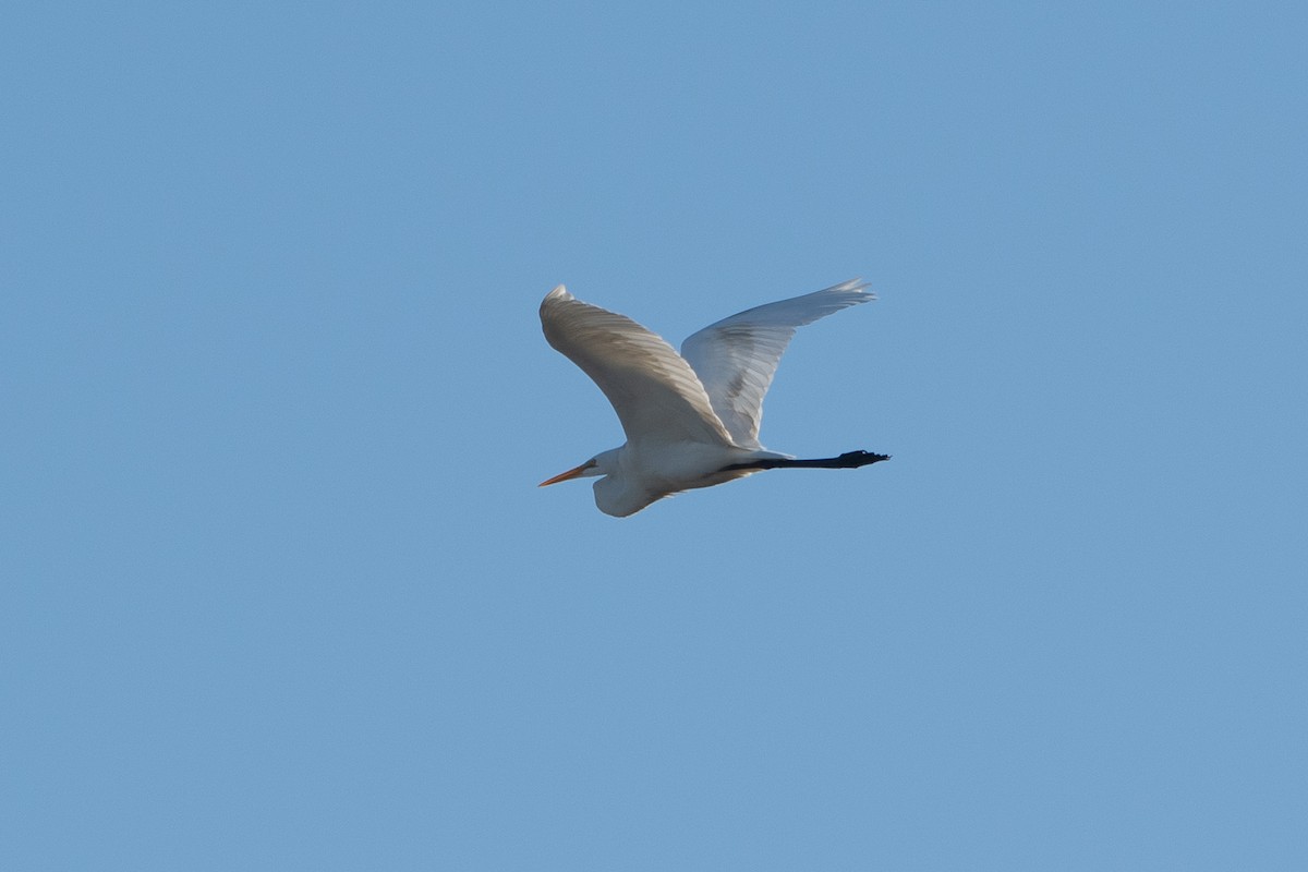 Great Egret - ML647257886