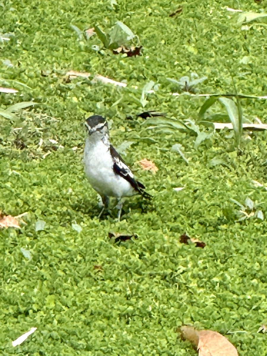 Polynesian Triller - ML647257889