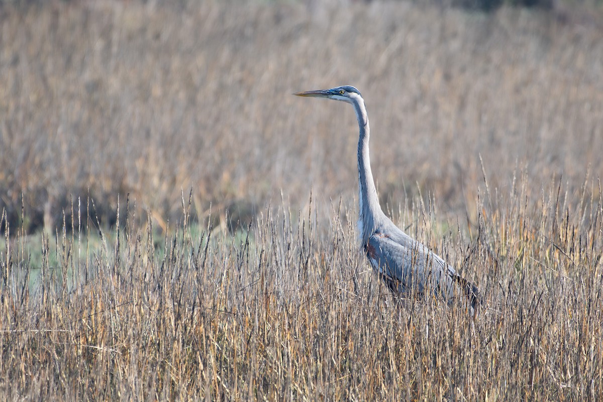 Great Blue Heron - ML647257890