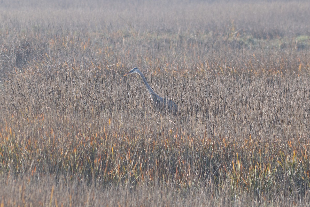 Great Blue Heron - ML647257891
