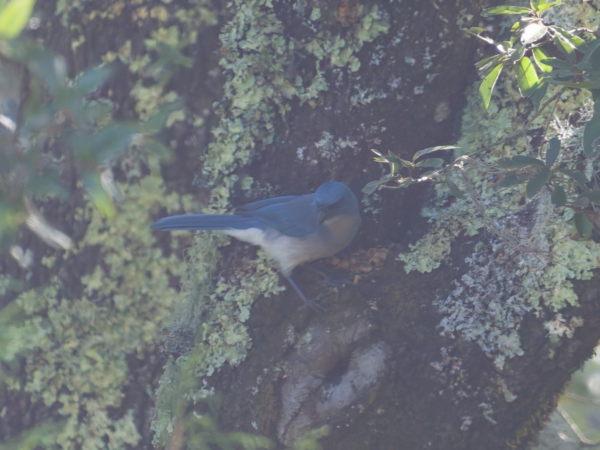 Mexican Jay - ML647257892