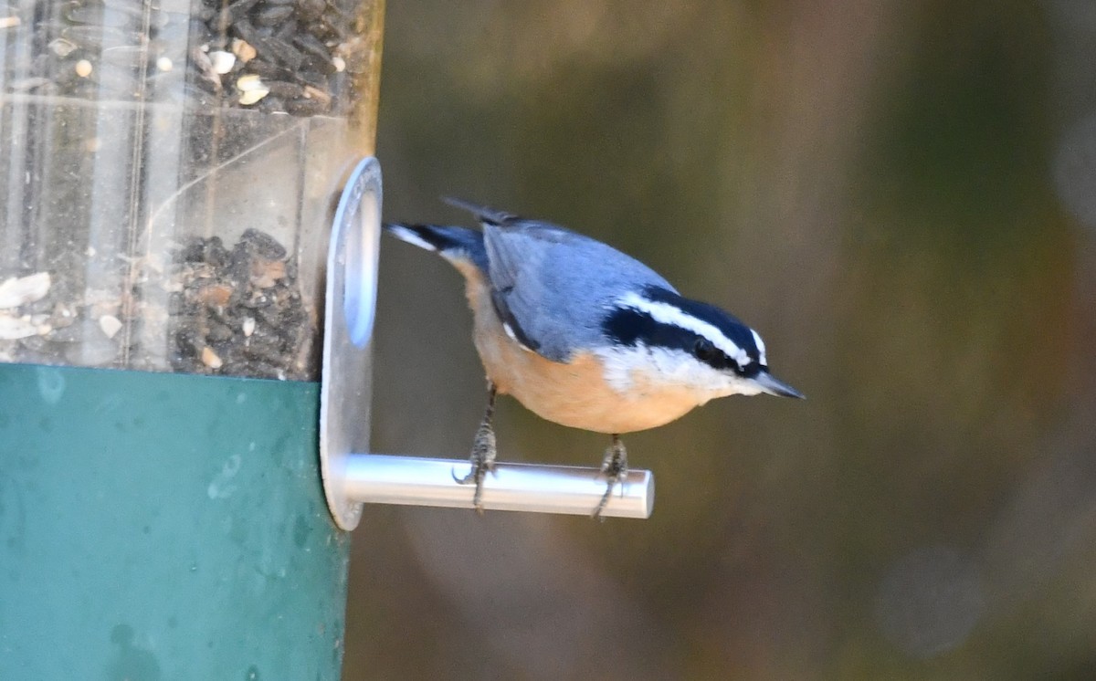 Red-breasted Nuthatch - ML647257893