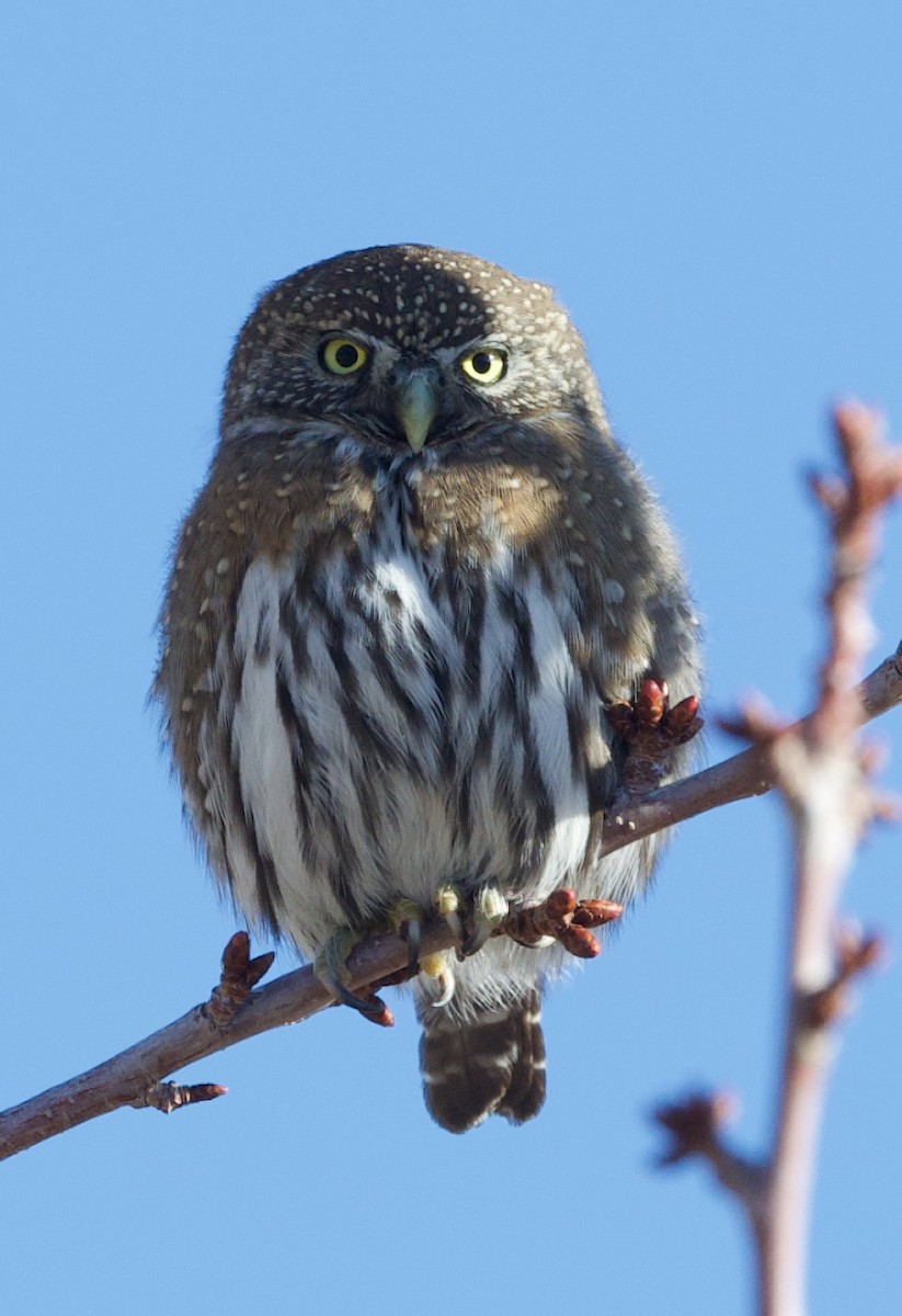 Northern Pygmy-Owl - ML647257894