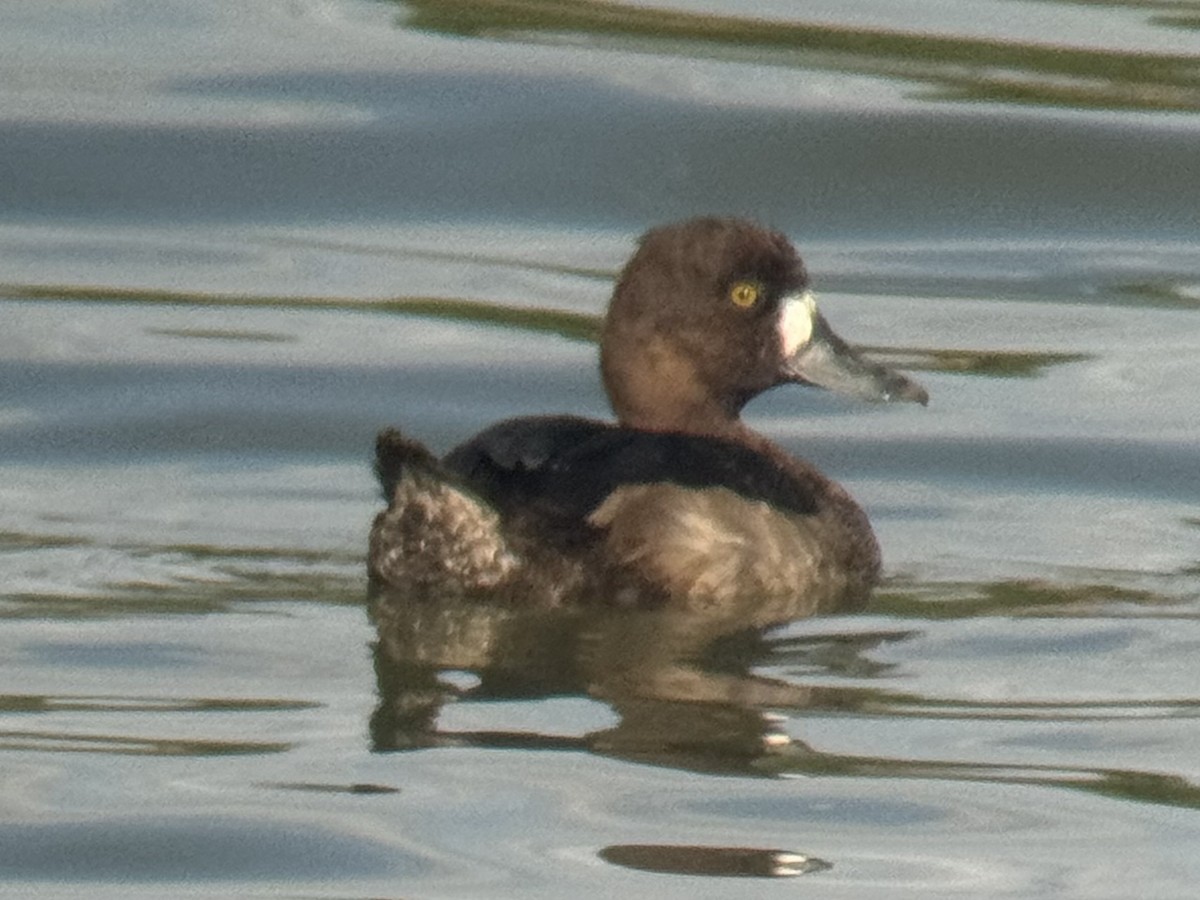 polák chocholačka - ML647257897