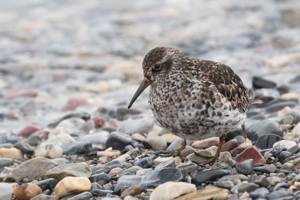 Piovanello violetto - ML647257913