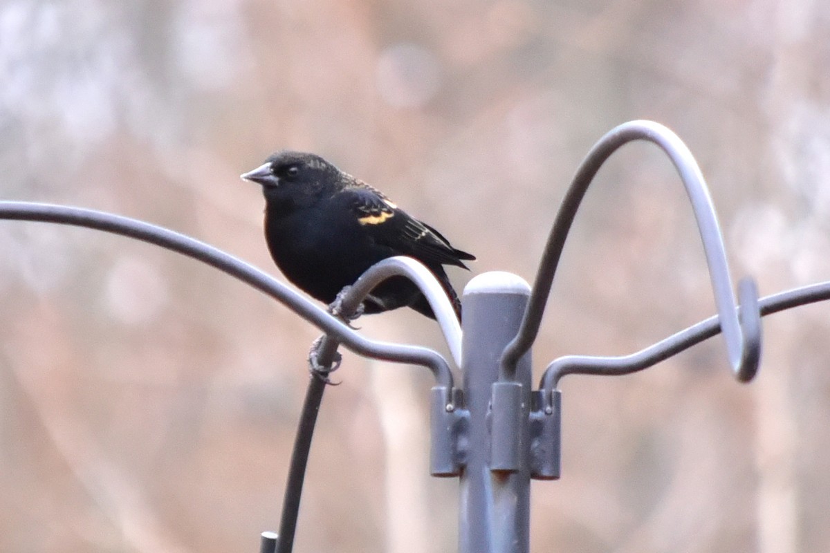 Red-winged Blackbird - ML647257915