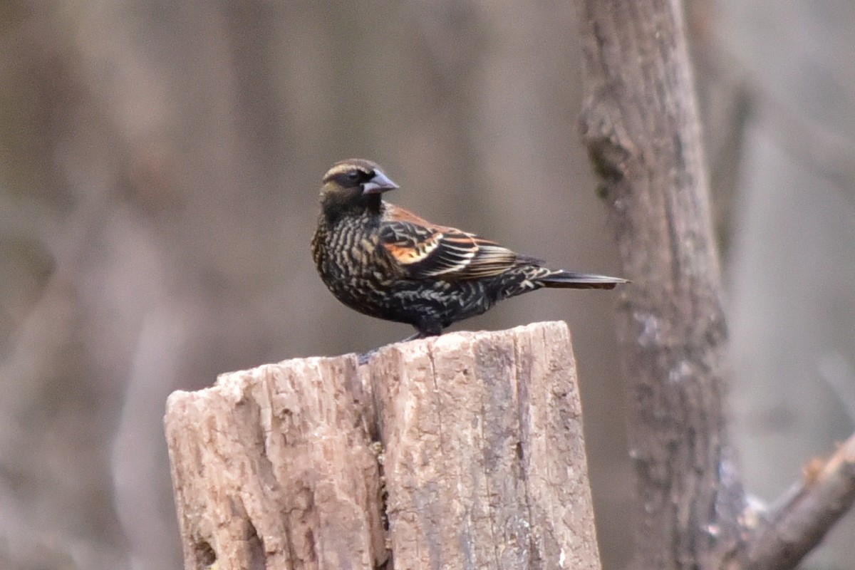 Red-winged Blackbird - ML647257916