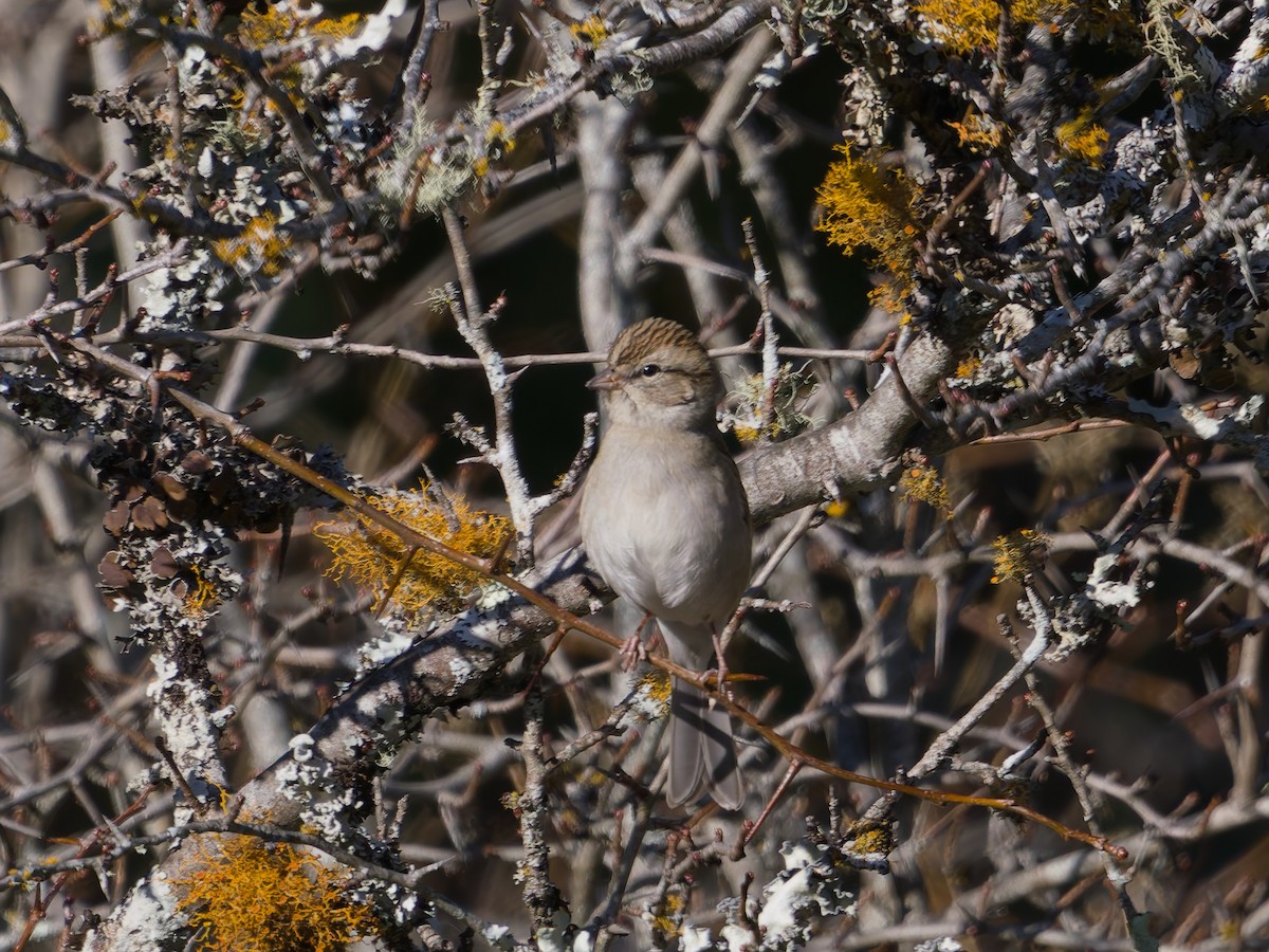 Lincoln's Sparrow - ML647257918