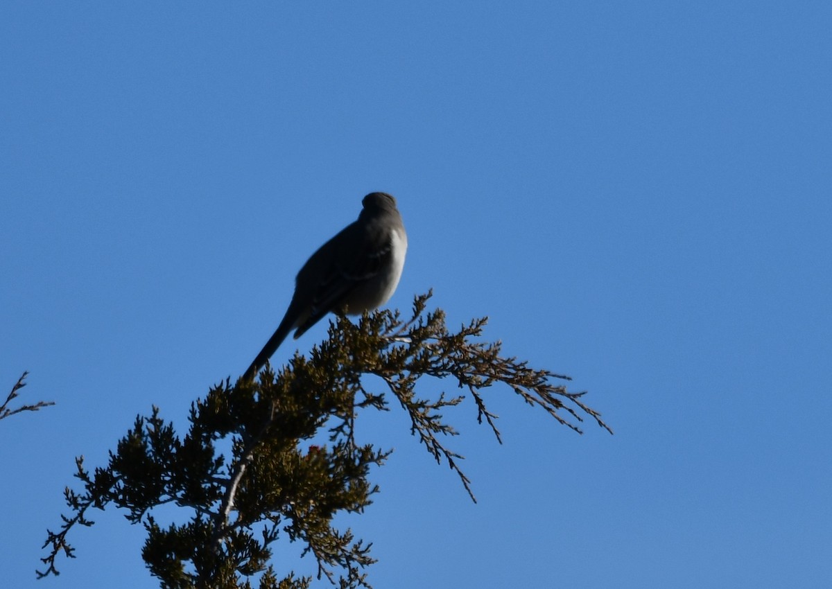 Northern Mockingbird - ML647257919