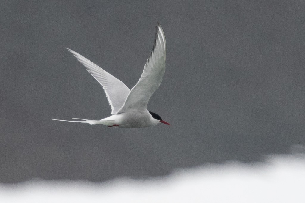 Sterna codalunga - ML647257925