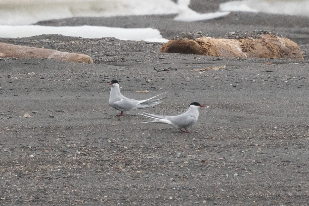 Sterna codalunga - ML647257926