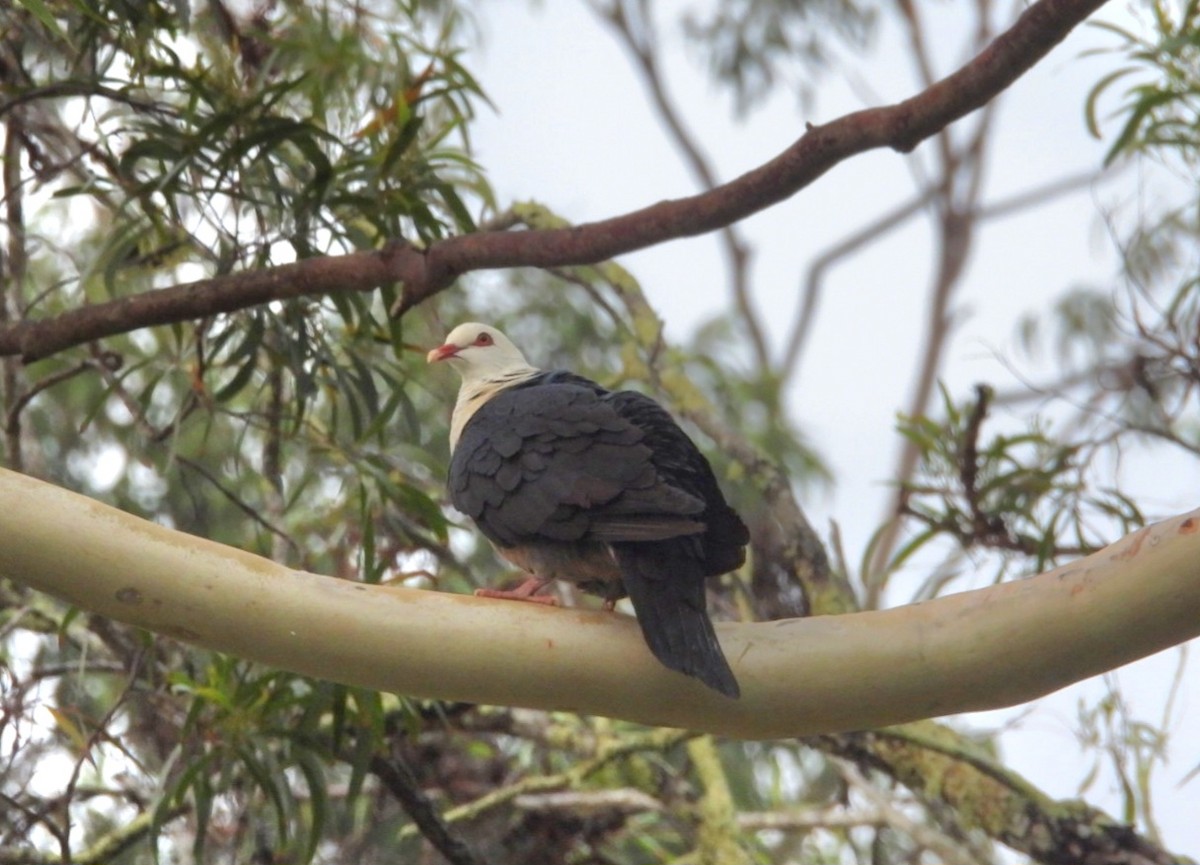 White-headed Pigeon - ML647257931