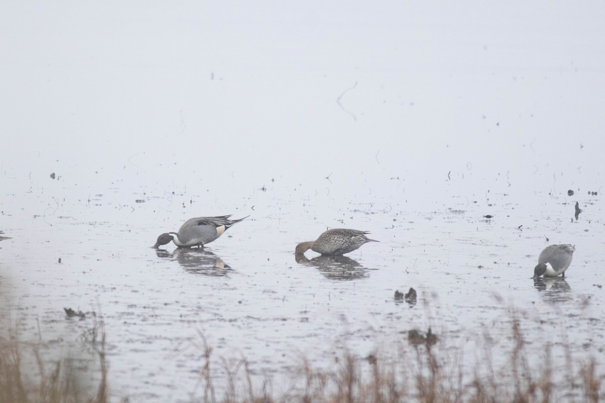 Northern Pintail - ML647257948