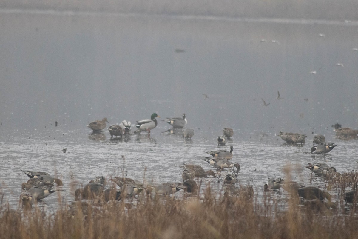 Northern Pintail - ML647257949