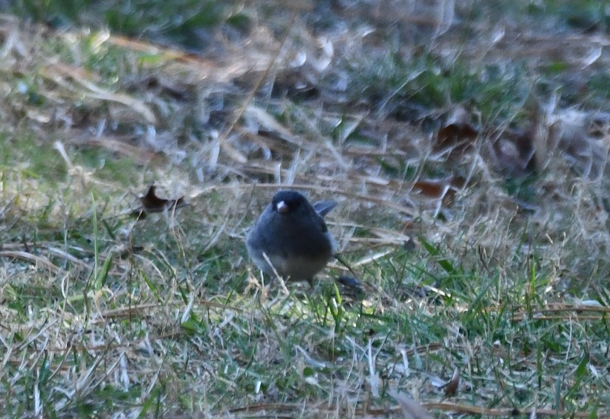Dark-eyed Junco - ML647257950