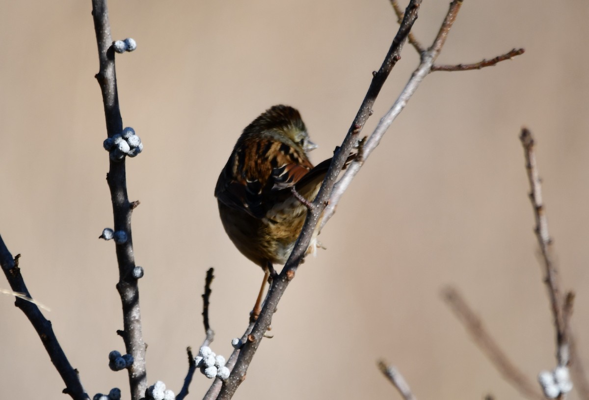 Swamp Sparrow - ML647257958