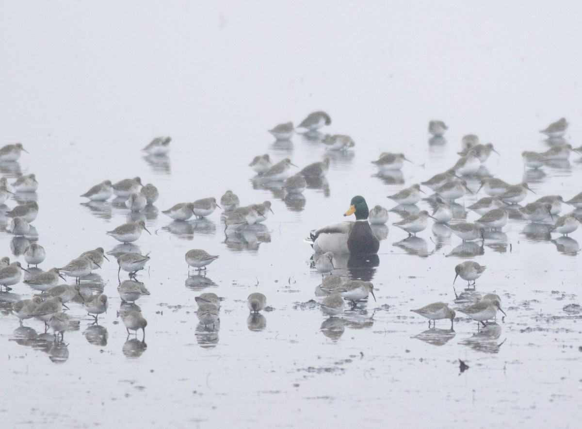 Mallard - ML647257964