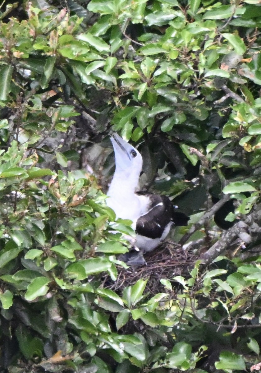 Abbott's Booby - ML647257979