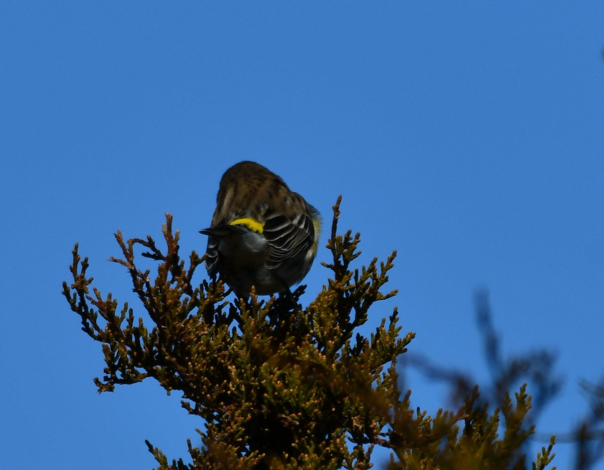 Yellow-rumped Warbler - ML647257996