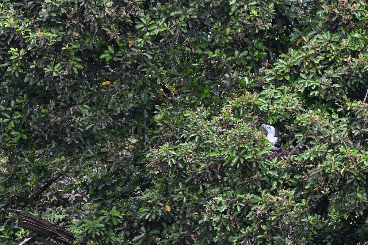 モモグロカツオドリ - ML647257997