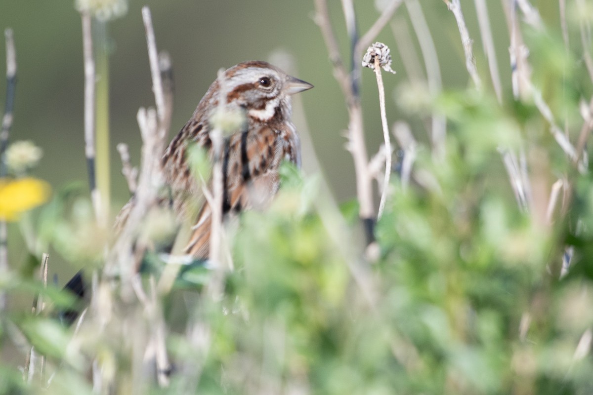 ウタスズメ - ML647257999