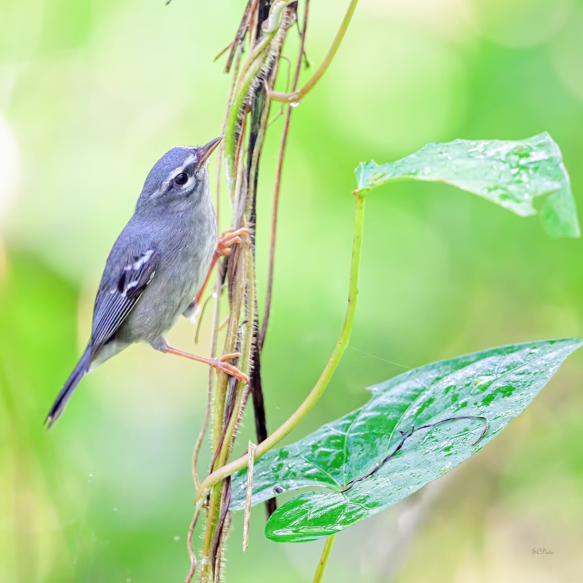 ドミニカアメリカムシクイ - ML647258001