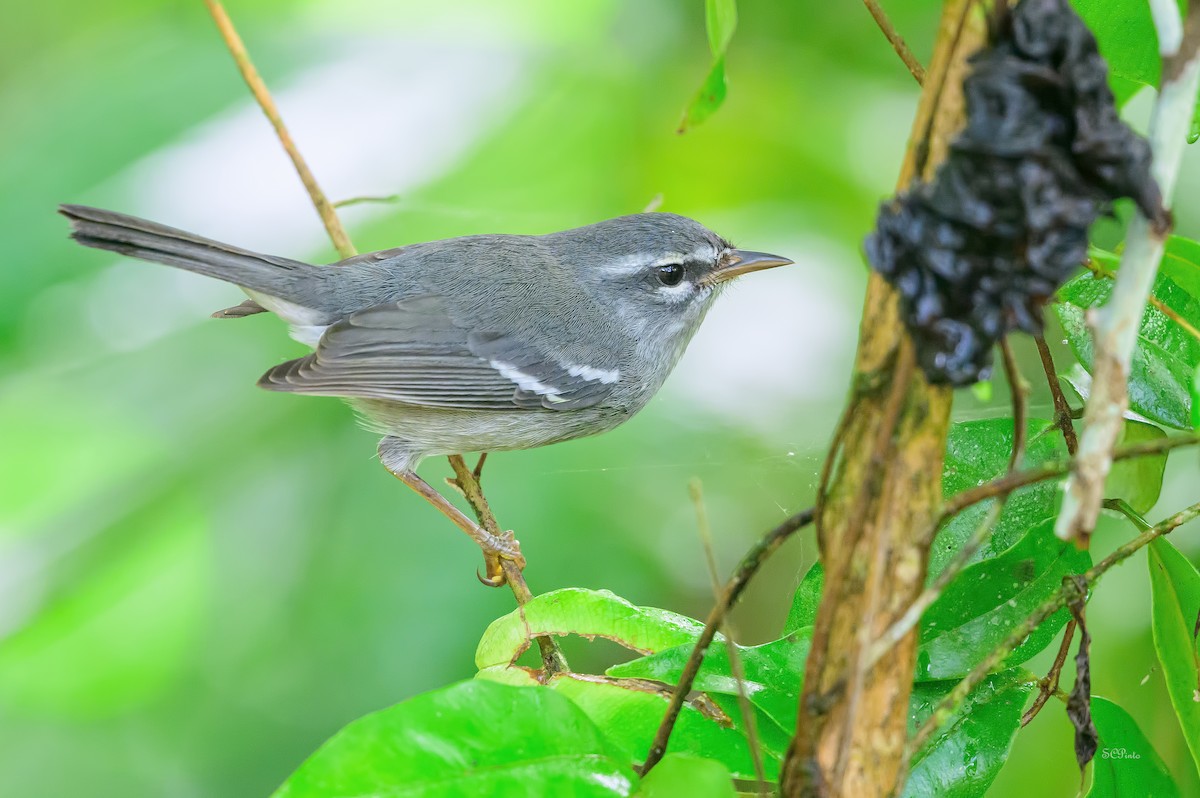 ドミニカアメリカムシクイ - ML647258002