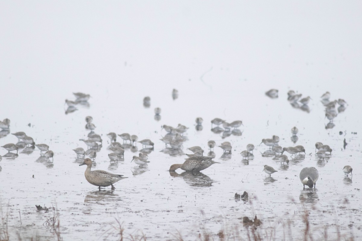 Northern Pintail - ML647258003