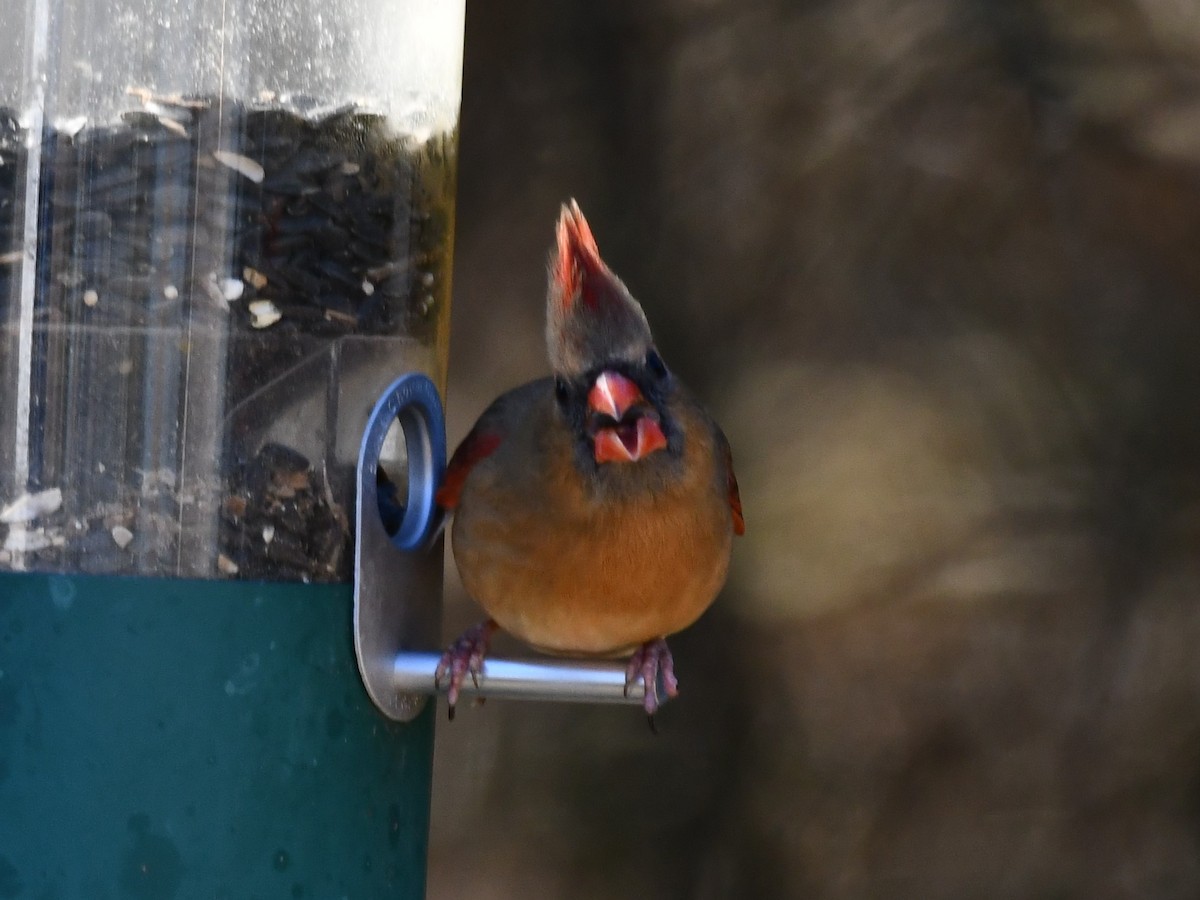 ショウジョウコウカンチョウ - ML647258005
