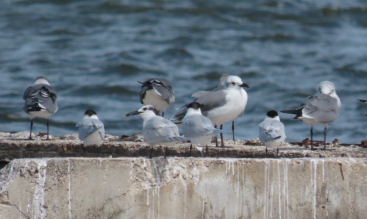 サンドイッチアジサシ - ML647258007