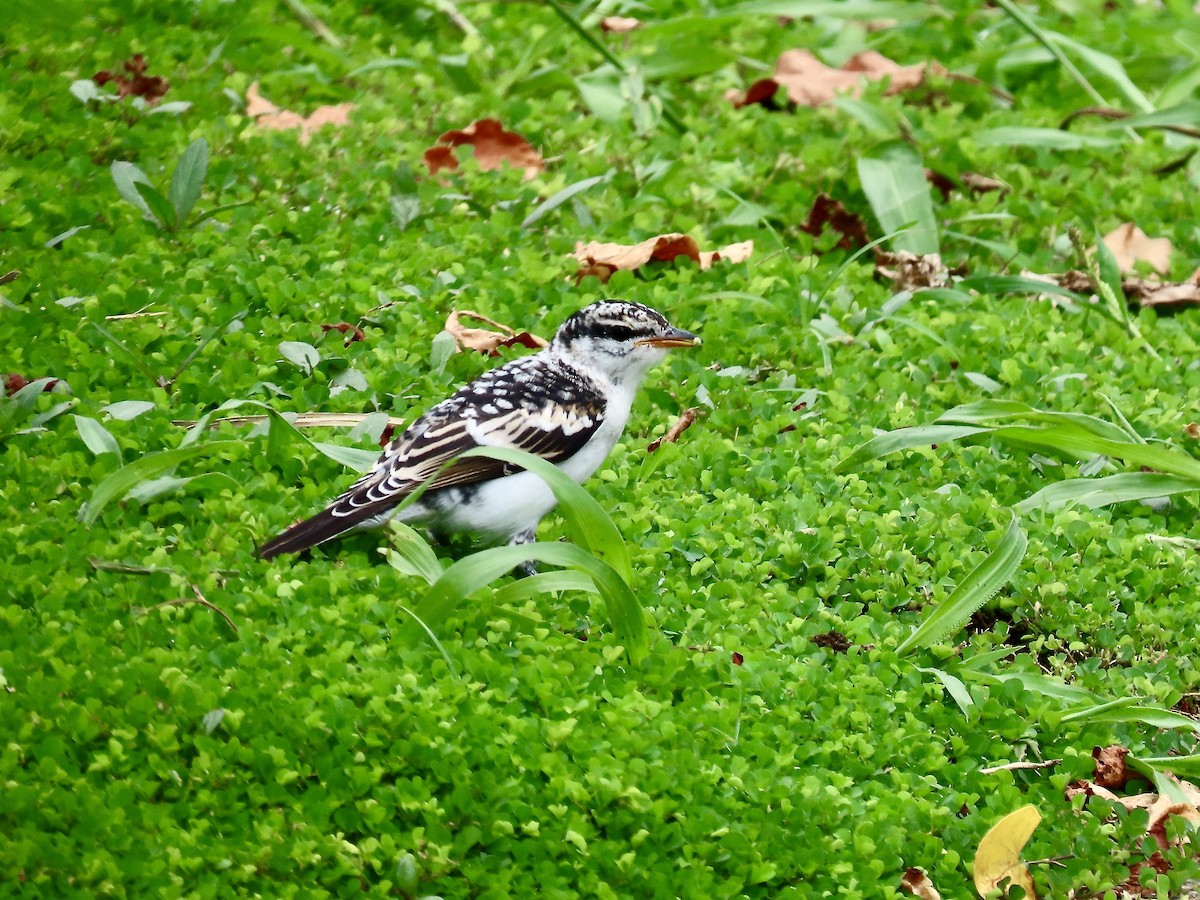 ポリネシアナキサンショウクイ - ML647258008