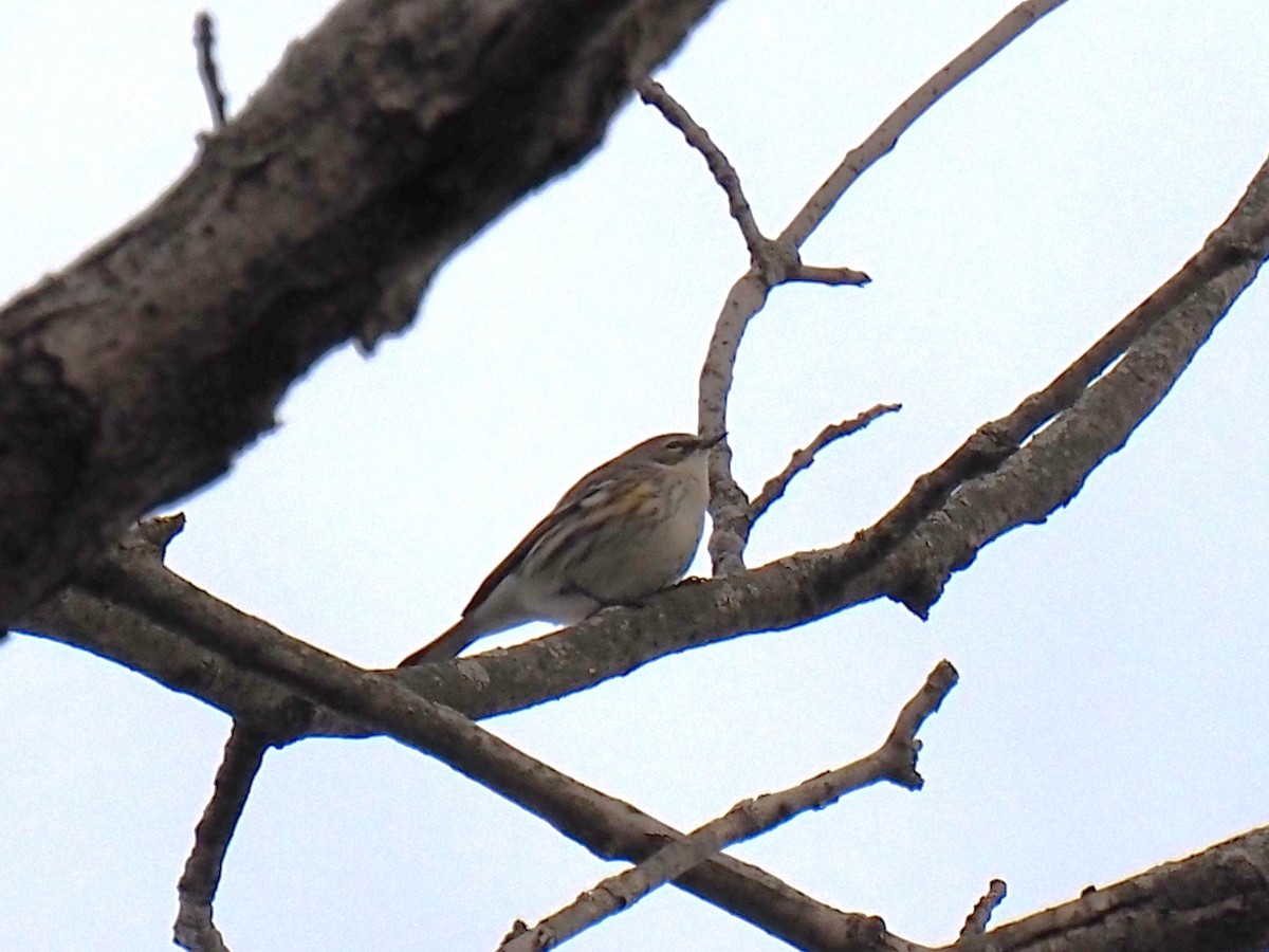 キヅタアメリカムシクイ（coronata） - ML647258009