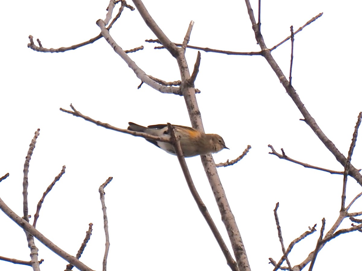 キヅタアメリカムシクイ（coronata） - ML647258010