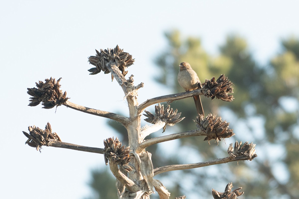 カリフォルニアムジトウヒチョウ - ML647258028