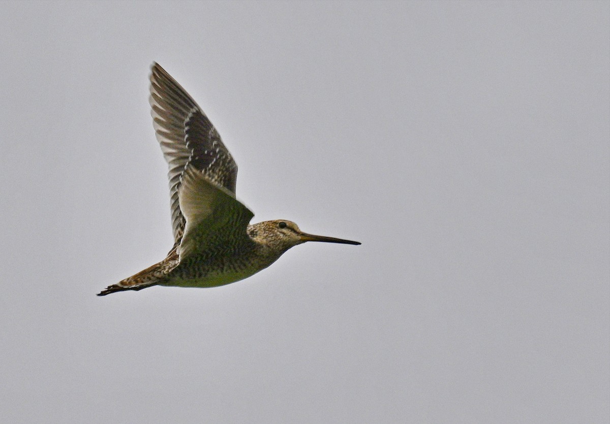 チュウジシギ／ハリオシギ - ML647258031