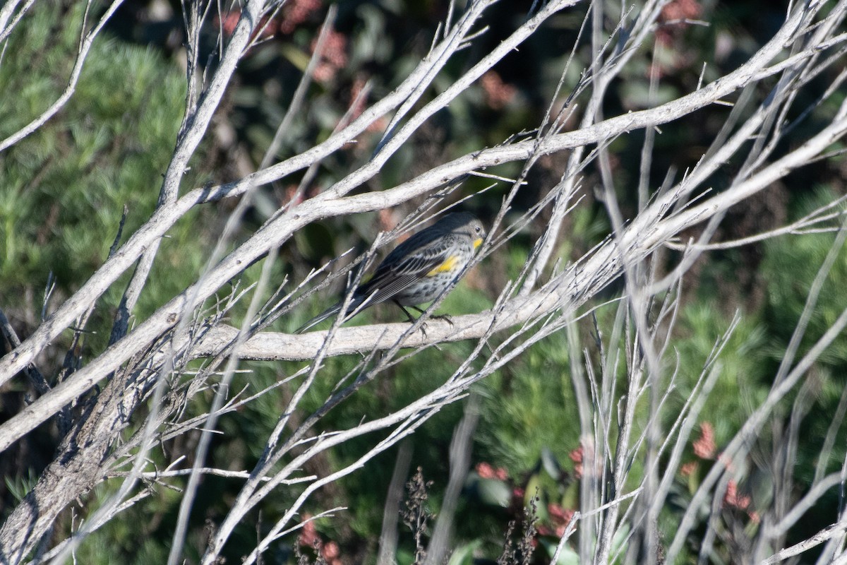 キヅタアメリカムシクイ - ML647258036