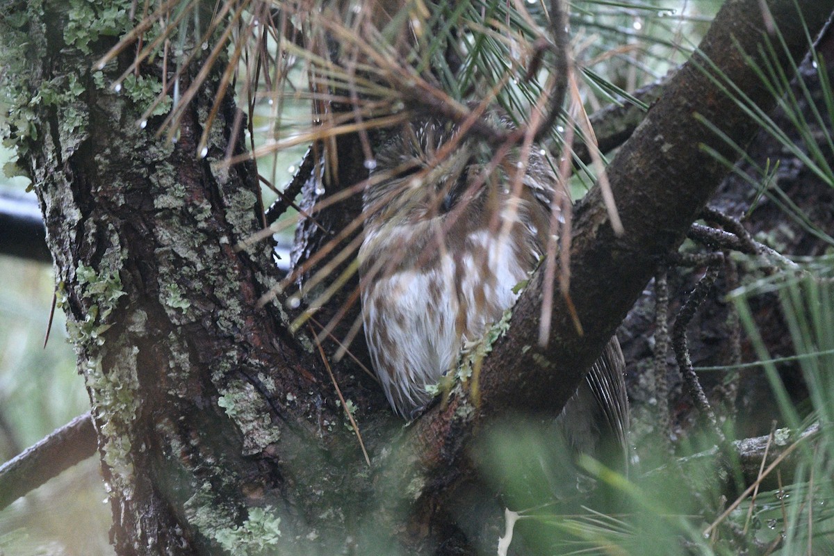 アメリカキンメフクロウ - ML647258037