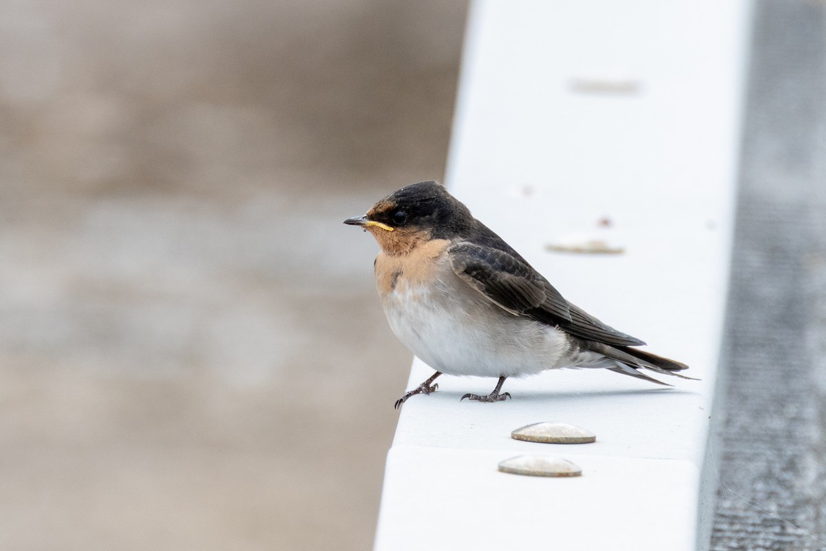 オーストラリアツバメ - ML647258042