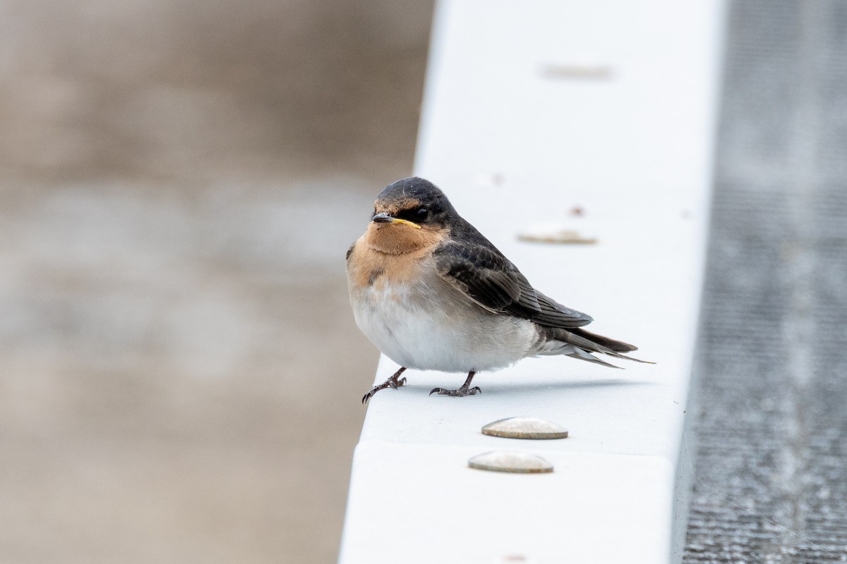 オーストラリアツバメ - ML647258043