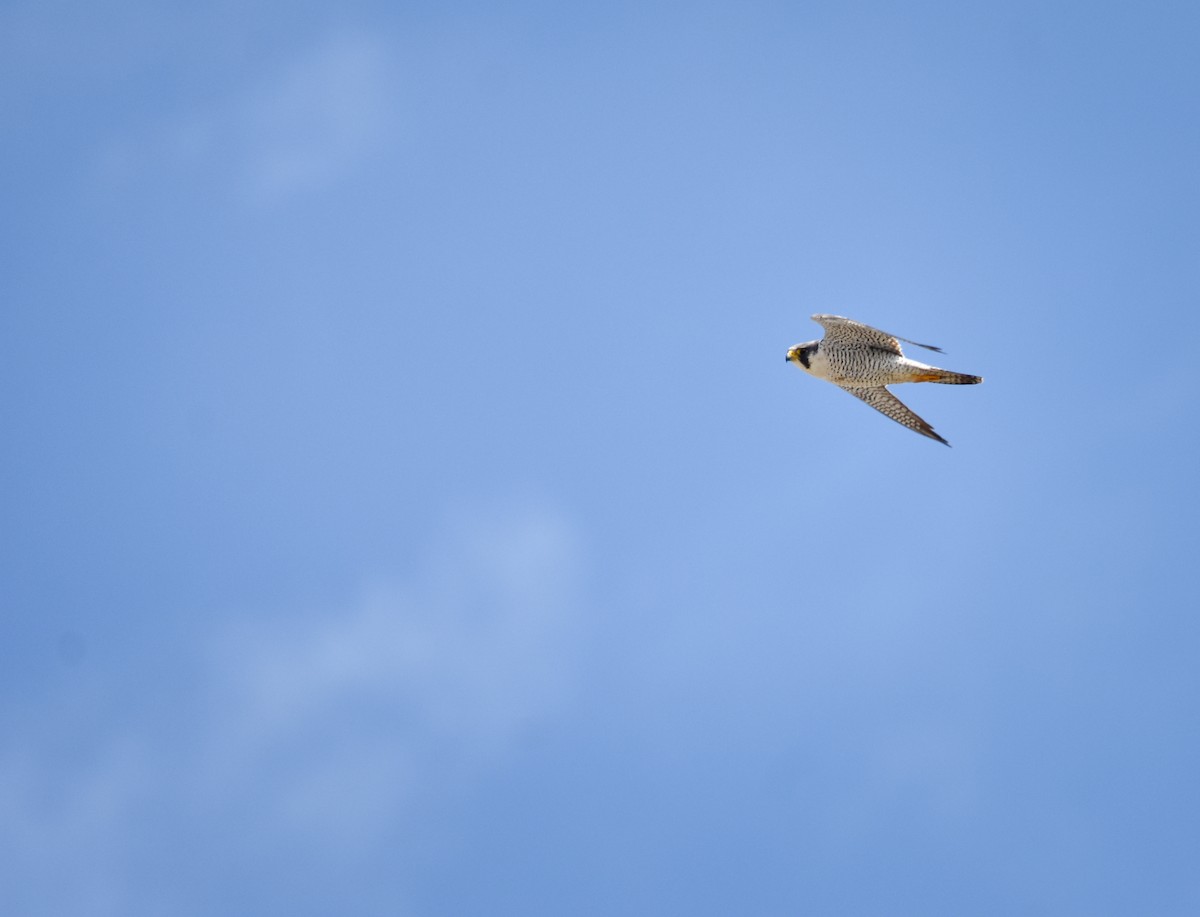 ハヤブサ - ML647258044