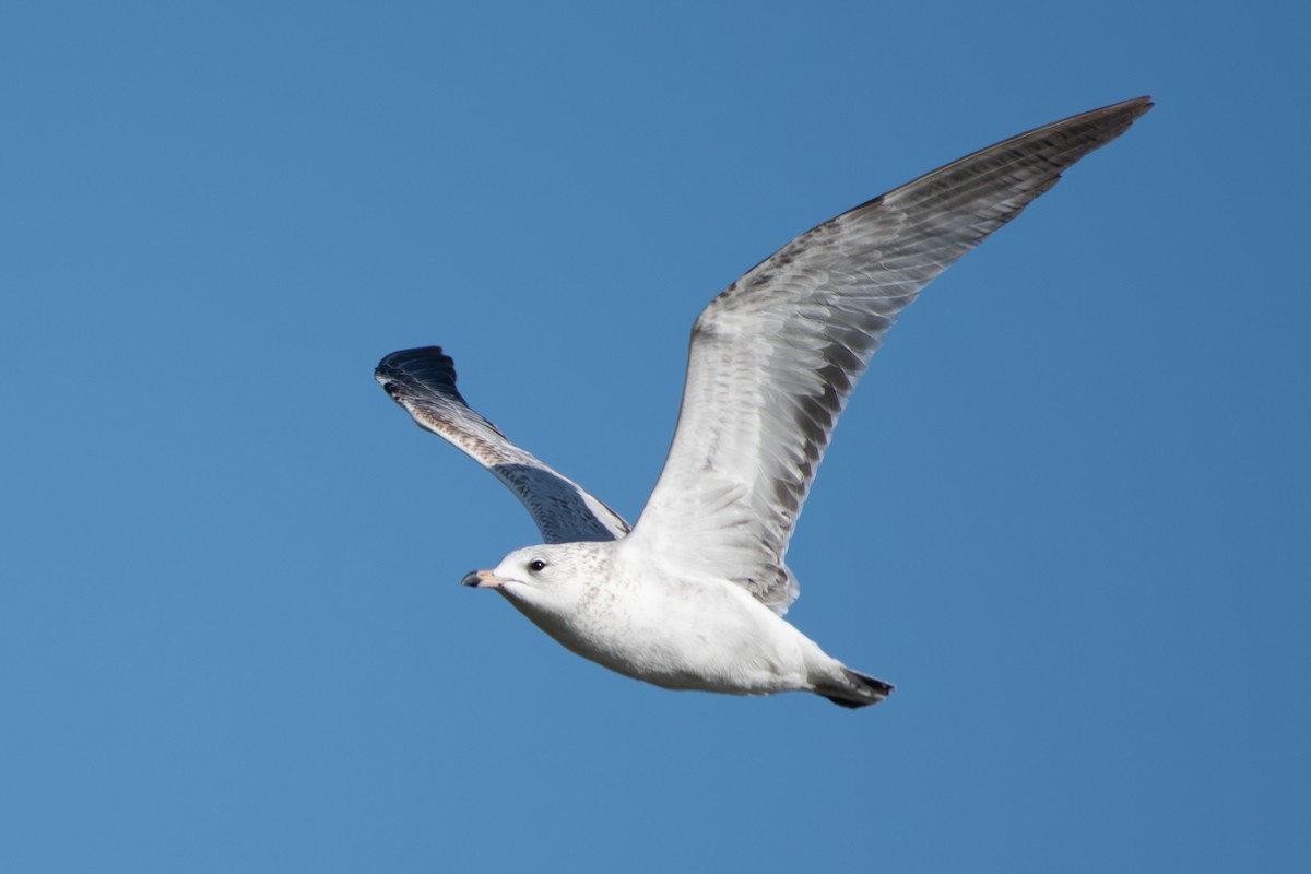 Ring-billed Gull - ML647258045