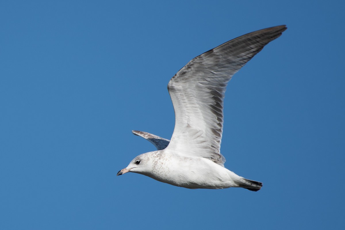 オナガガモ - ML647258046