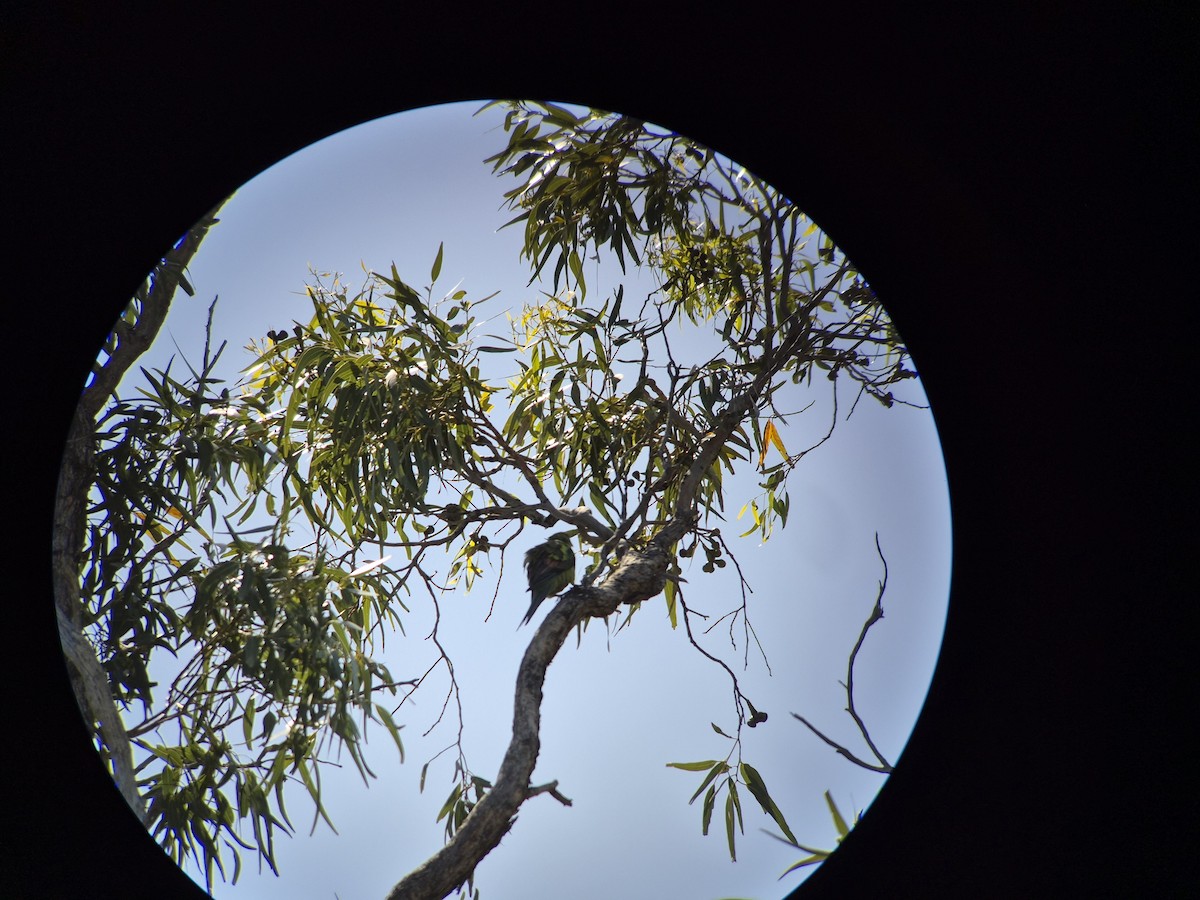 オグロインコ - ML647258048