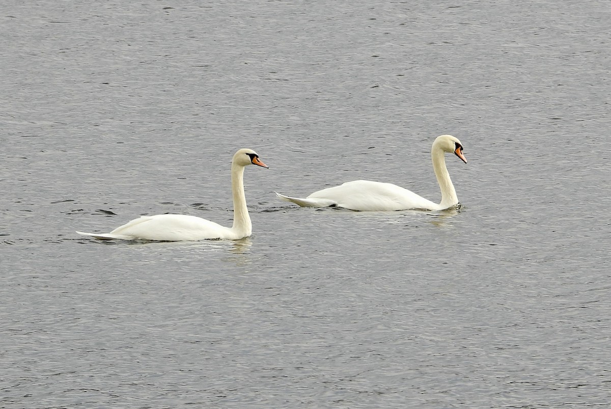 コブハクチョウ - ML647258054
