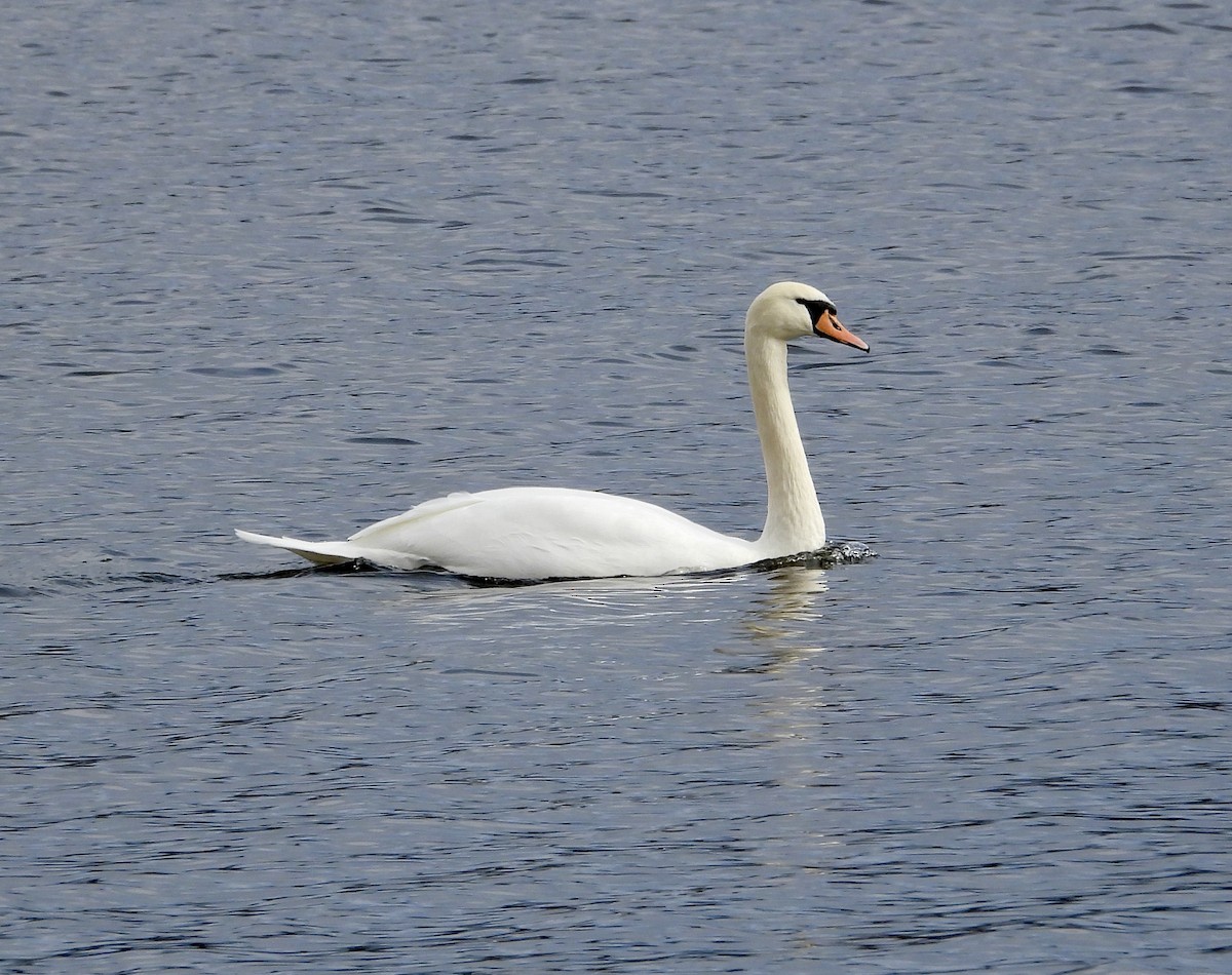 コブハクチョウ - ML647258055