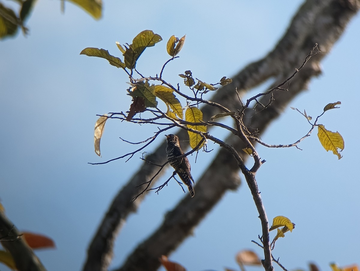 スミレテリカッコウ - ML647258056