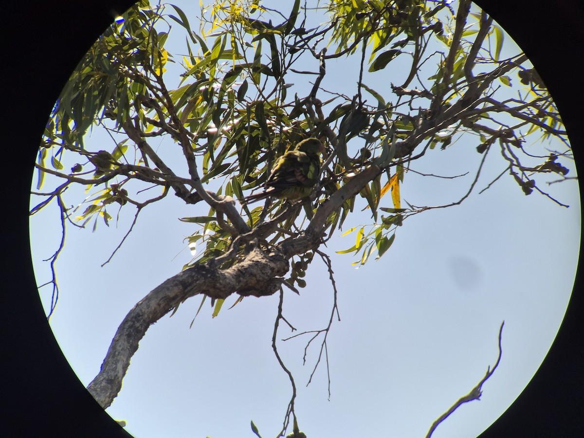 オグロインコ - ML647258057