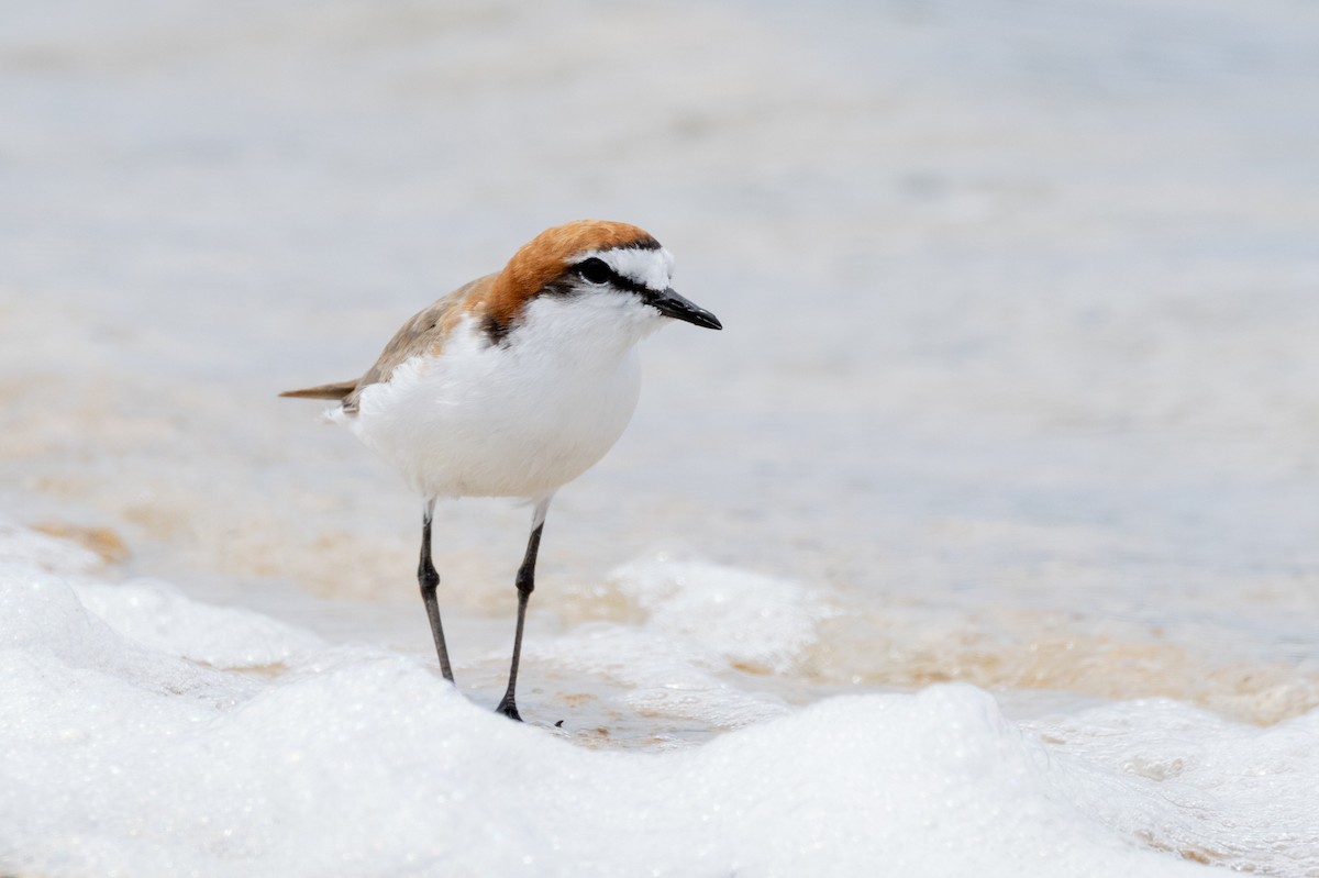 アカエリシロチドリ - ML647258058