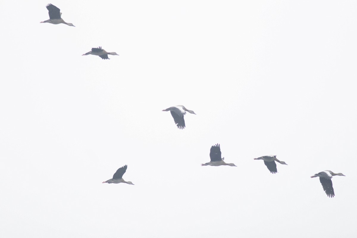 アカハシリュウキュウガモ - ML647258060