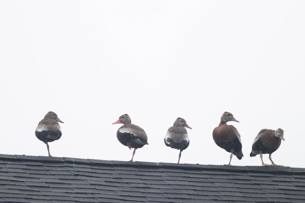 アカハシリュウキュウガモ - ML647258061